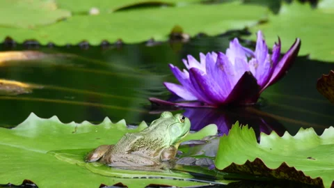 Big green frog on Lilypad Stock Footage 280870151
