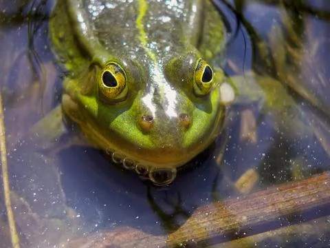 Big green frog Stock Photos