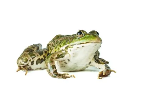 Big green frog Foto stock