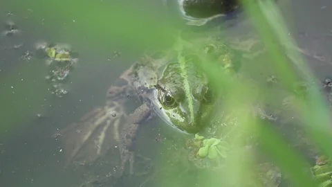 Big green frog in the water is looking without motion Stock Footage 74368595