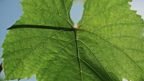 Big green grape leaf is watered with clean water in slow motion. Macro Stock Footage 270060522