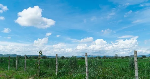 Big green grass field Stock Footage 123011587