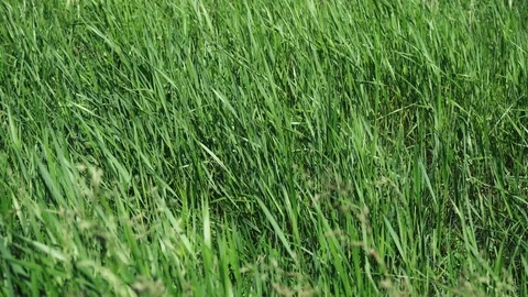 Big green grass sways in the wind Stock Footage 108345991