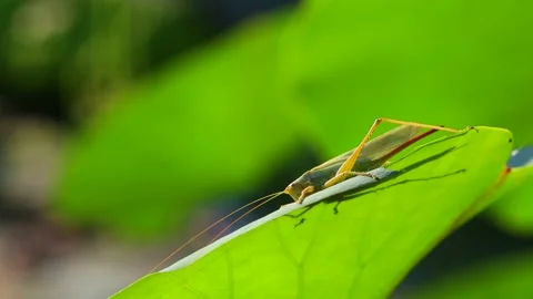 Big green grasshopper on the leaf Video stock 137010966