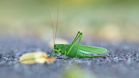 Big green grasshopper or large green hay horse in extreme close-up Stock Footage 340781125