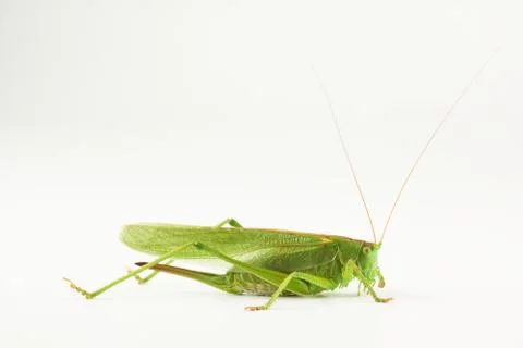 Big green grasshopper Stock Photos
