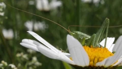 Big green grasshopper sitting on a daisy flower blowing in the wind, slow motion Stock Footage 155783809