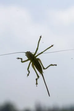 Big green grasshopper on window Stock Photos