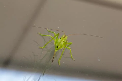 Big green grasshopper on window Stock Photos