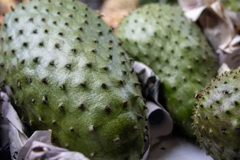Big green guava fruit Stock Photos