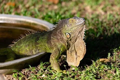 Big green iguana cools down in water basin washbowl zoo Stock Photos