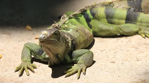 Big Green iguana on ground. Stock Footage 40938312