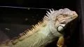 Big green iguana in terrarium HD Footage