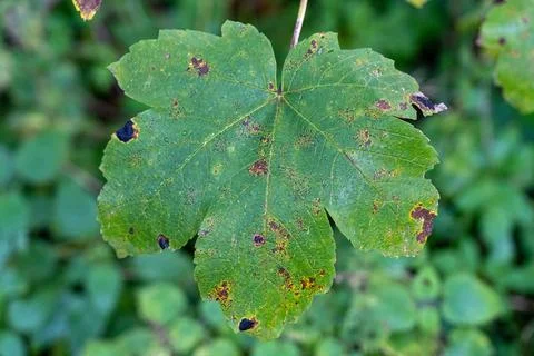 Big green leaf with brown spots, some kind of disease Stock Photos