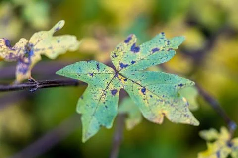 Big green leaf with brown spots, some kind of disease Stock Photos