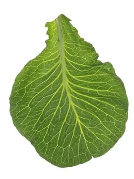 Big green leaf of cabbage isolated on a white background. Close-up. Stock-Fotos