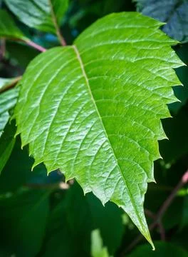 Big green leaf closeup Stock Photos