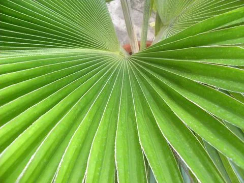 Big green leaf of Florida silver palm plant Stock Photos