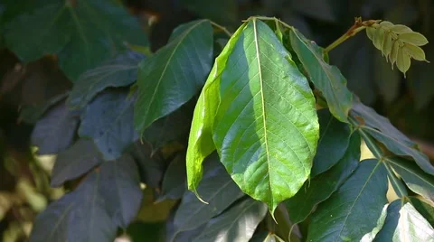 Big green leaf Stock Footage 43309919
