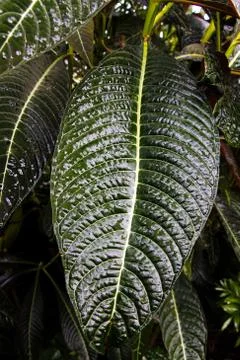 Big green leaf with forest in the background Stock Photos