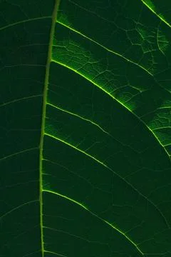 Big green leaf with light and shades texture. Stock Photos