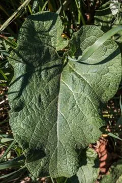 Big green leaf in the middle of the field Stock Photos