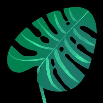 Big green leaf of Monstera plant, isolated on black Stock Illustration
