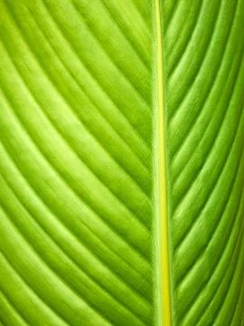 Big green leaf Stock Photos