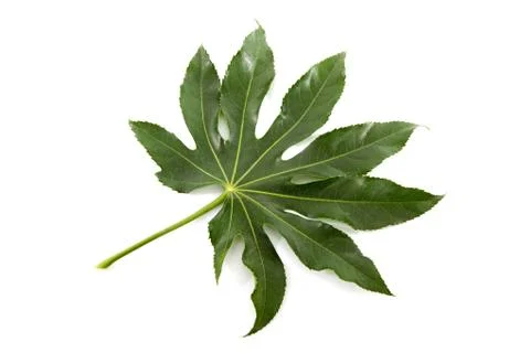 Big green leaf Stock Photos