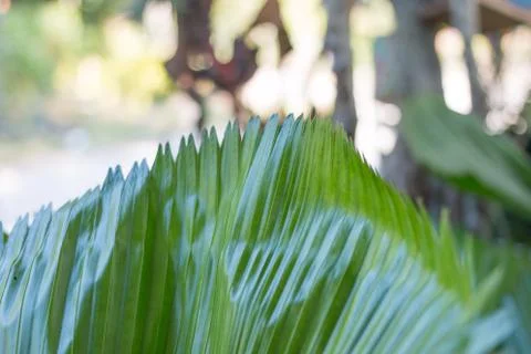 Big green leaf Stock Photos