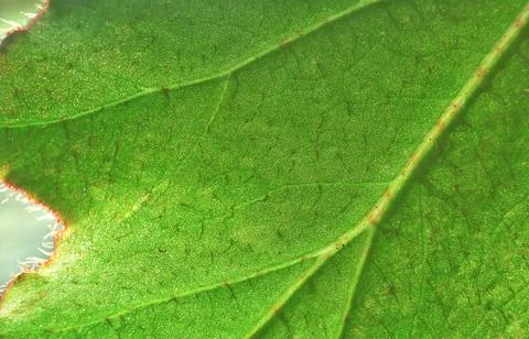 Big green leaf Stock Photos