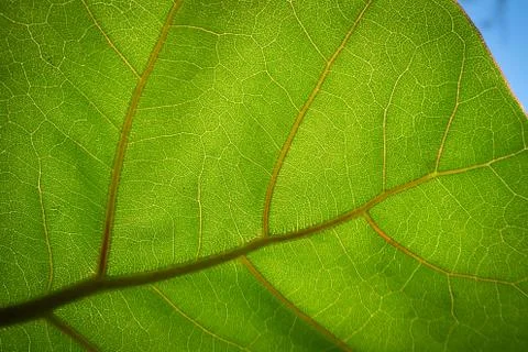 Big Green Leaf Stock Photos