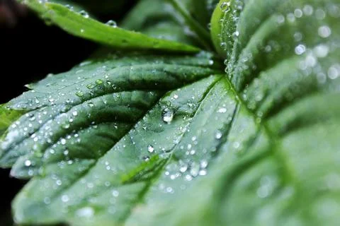 Big green leaf in raindrops Stock Photos