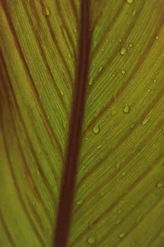 A big green leaf with shadow of a water drops from below Stock Photos