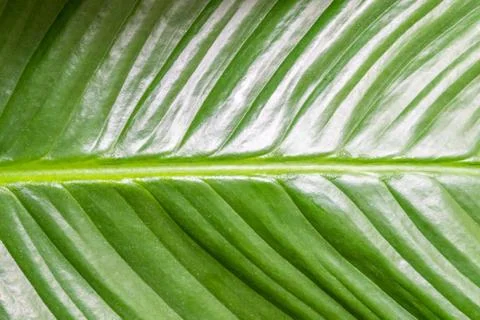 Big green leaf shiny structure of tropical plant leaf close up Stock Photos