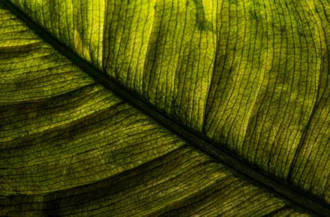 Big green leaf texture Stock Photos