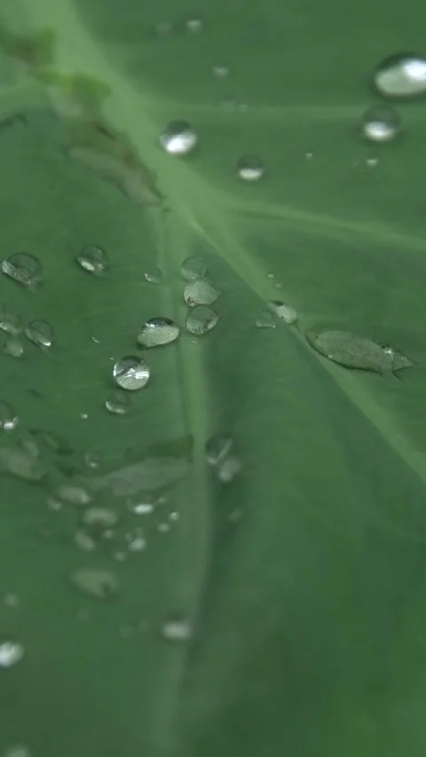 Big Green Leaf With Water Drops Full Screen Vertical Video stock 308770062