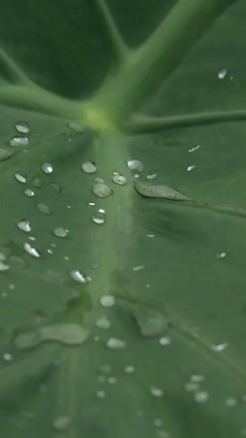 Big Green Leaf With Water Drops Full Screen Vertical Video stock 308770760