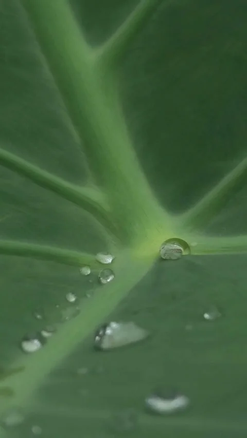 Big Green Leaf With Water Drops Full Screen Vertical Video stock 308770761