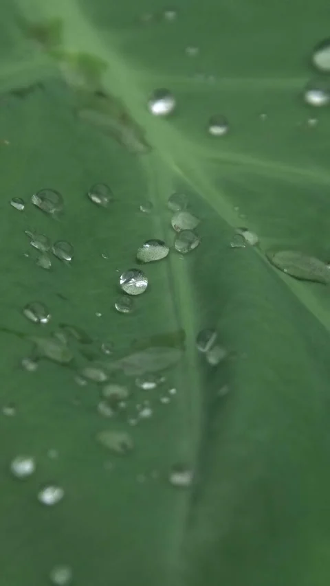Big Green Leaf With Water Drops Full Screen Vertical Video stock 308770948