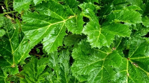 Big green leaves Stock Footage 242283358