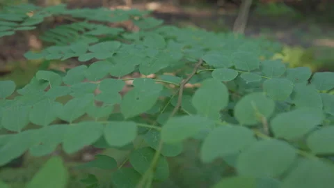 Big green leaves lightly rustling in the wind a lush forest, close-up Stock Footage 307703949