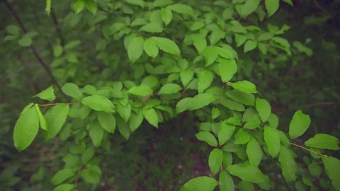 Big green leaves moving in the wind Stock Footage 81938582