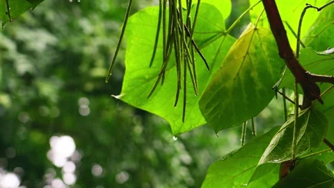 Big green leaves in the rain Stock Footage 237143733