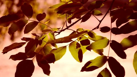 Big green leaves of a tree Stock Footage 97242299