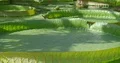 Big green leaves of Victoria water-lilie close up at sunny day 4k or 4k+ Resolution