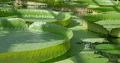 Big green leaves of Victoria water-lilie close up at sunny day 4k or 4k+ Resolution
