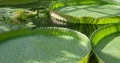 Big green leaves of Victoria water-lilie close up at sunny day 4k or 4k+ Resolution