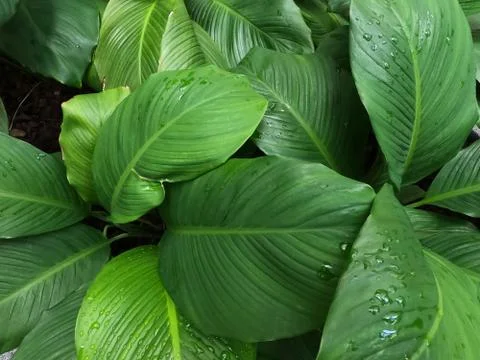 The big green leaves wet after the rain Stock Photos