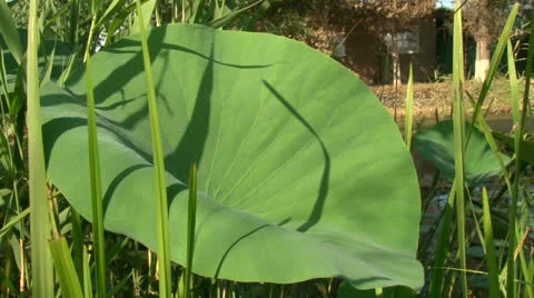 Big green Lily leaf Stock Footage 25424037